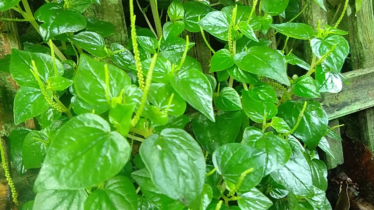 What are the Benefits of Suruhan Leaves (Peperomia pellucida)?