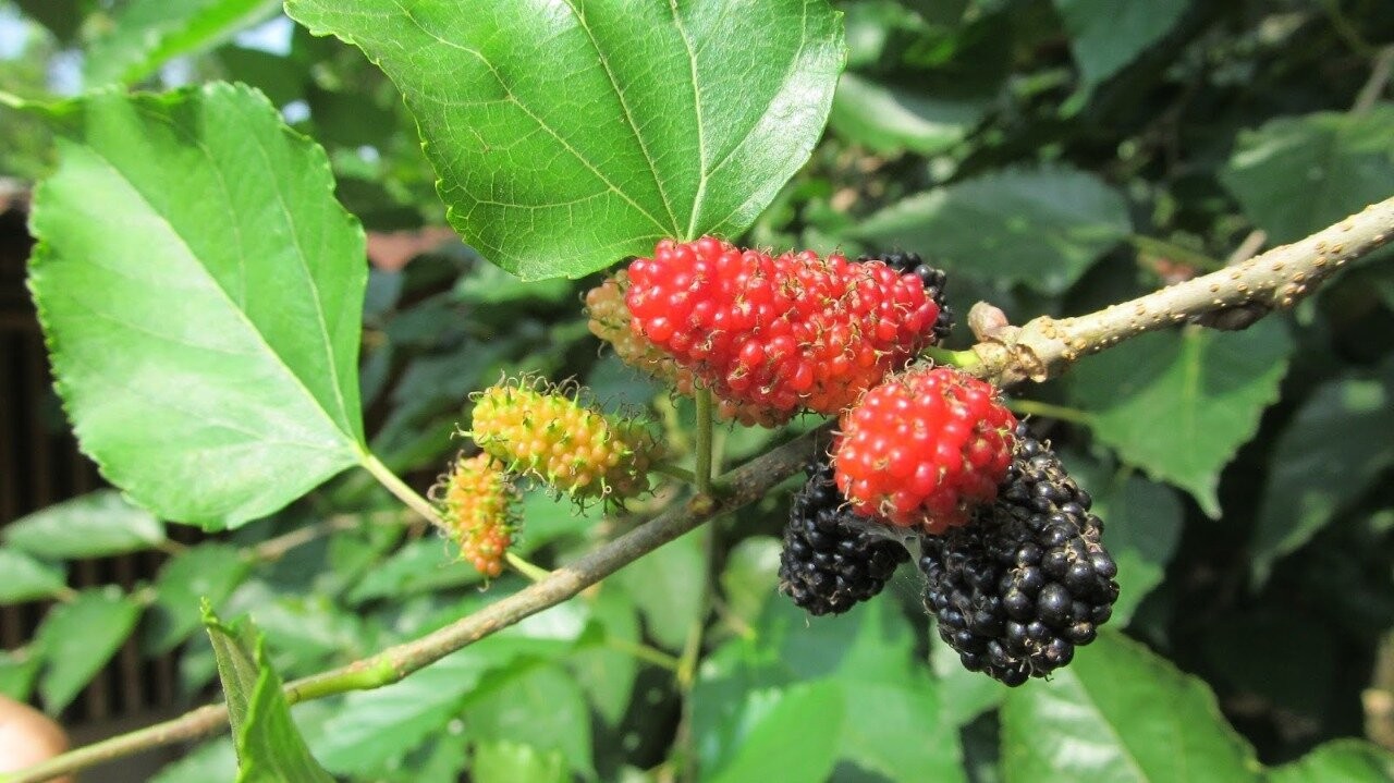 10 Health Benefits and Benefits of Mulberry Fruit for the Body