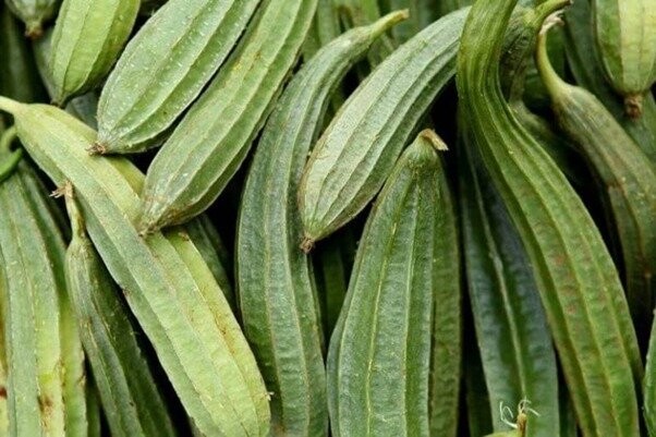 10 Health Benefits and Benefits of Luffa acutangula (Oyong) Seeds for Our Body