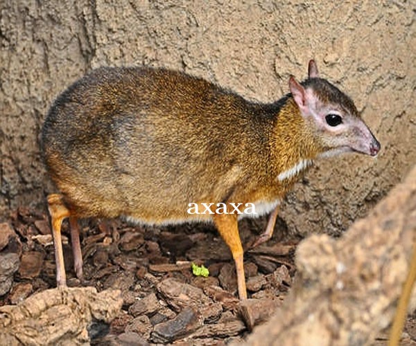 11 Manfaat dan Khasiat Kesehatan Daging Kancil bagi tubuh