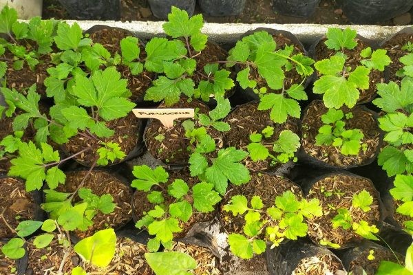Benefits of Pimpinella pruatjan (Purwoceng) Root for Our Body