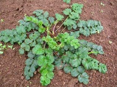 10 Health Benefits and Benefits of Pimpinella pruatjan (Purwoceng) Root for Our Body