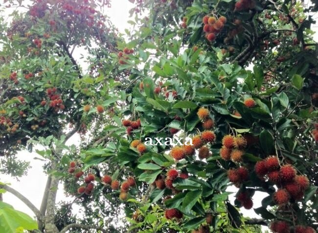 8 Manfaat dan Khasiat Kesehatan Kulit Rambutan bagi Tubuh Kita