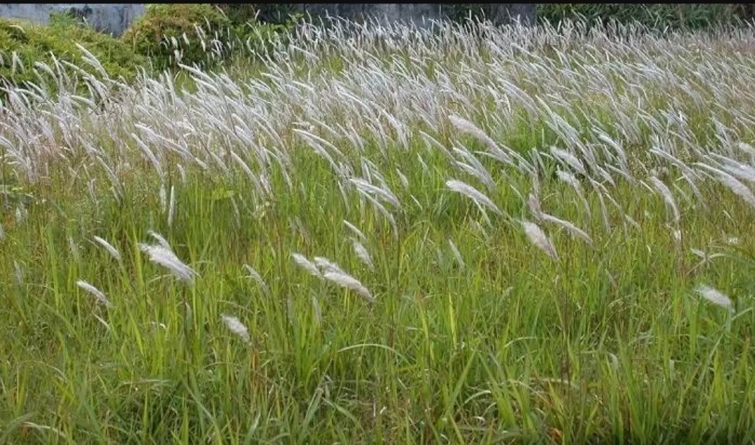 Benefits of Imperata Roots for Our Body