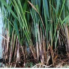 What are the benefits of reed root?