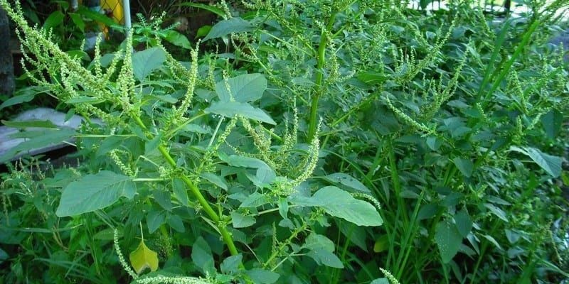 Benefits of Amaranthus spinosus Root for Our Body