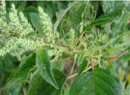 What are the benefits of spiny amaranth root?
