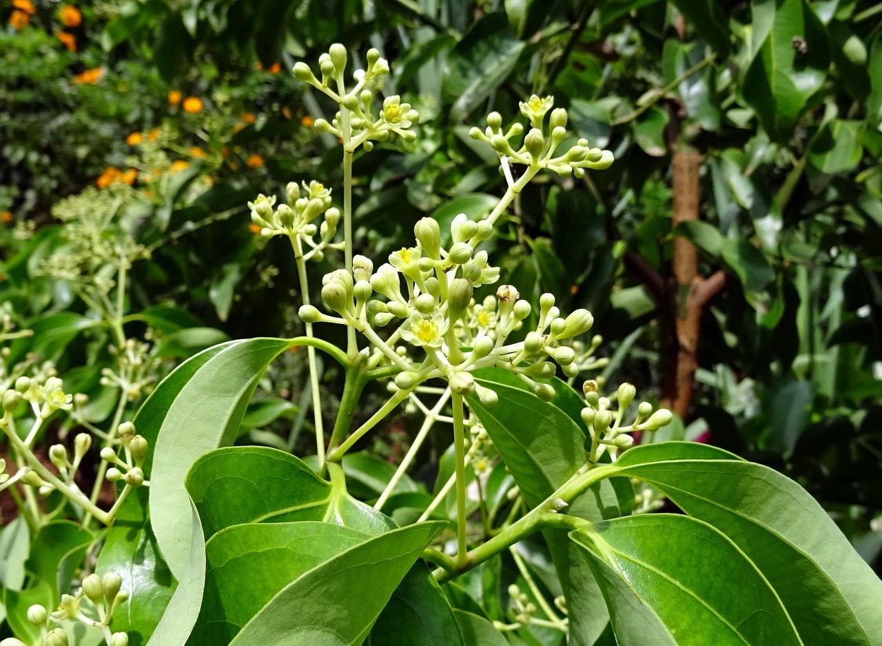 budidaya-pohon-kayu-manis.jpg