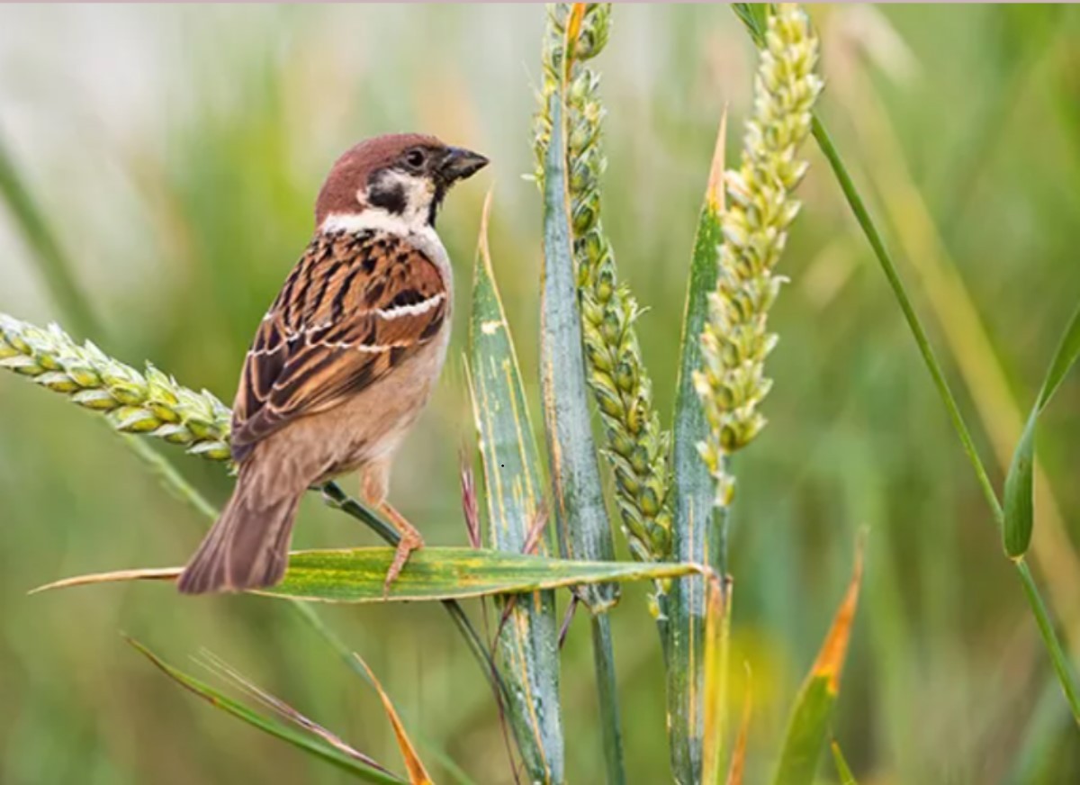 9 Benefits and Efficacy of Sparrow Meat for Health