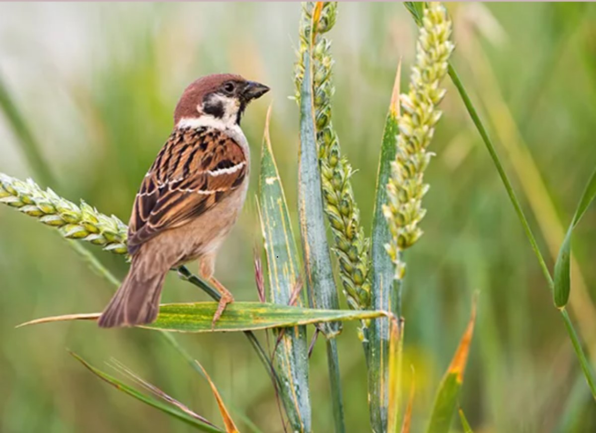 burung_pipit.jpg