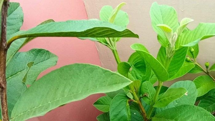 What are the benefits of Guava Leaves?