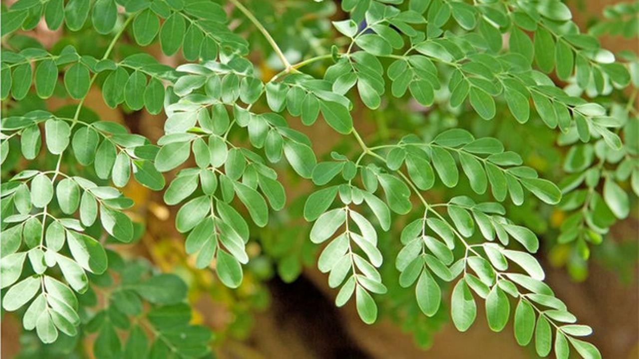 What are the benefits of Moringa Leaves?