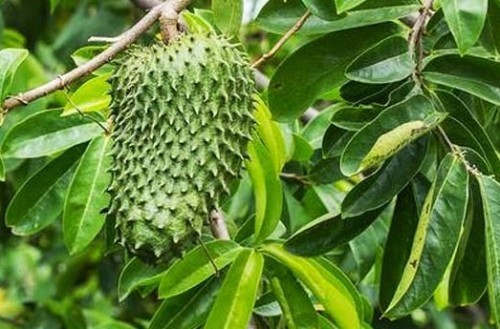 What are the benefits of Soursop Leaves?