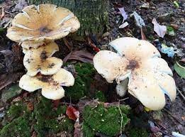 What are the Benefits of Western Mushroom (Clitocybe nebularis)?