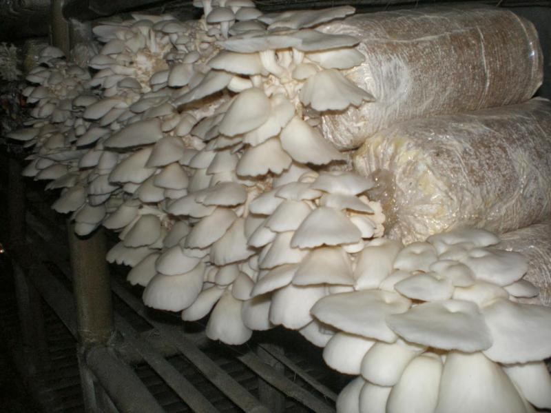 What are the Benefits of Oyster Mushrooms?
