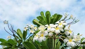 Health Benefits of White Cambodian Flowers for Our Body