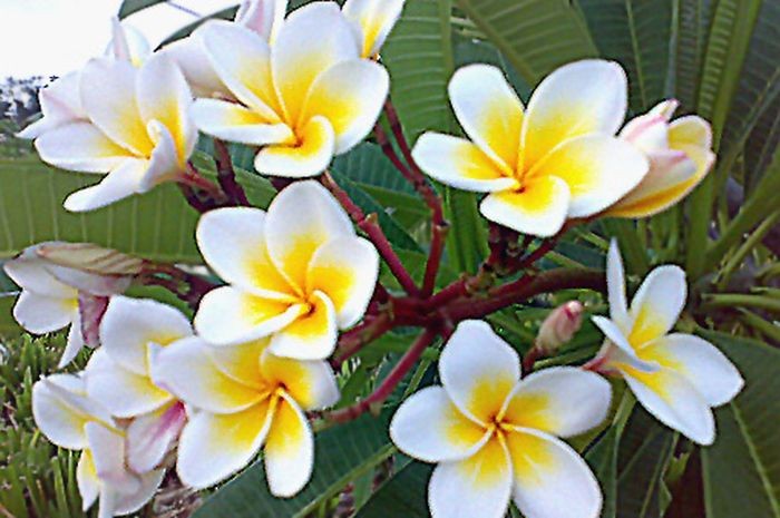 What are the benefits of White Cambodian Flowers?