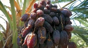 What are the benefits of date seeds?