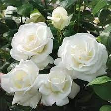 What are the benefits of white roses?
