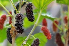 What are the benefits of Mulberry fruit?