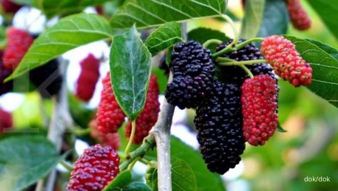 Benefits of Mulberry Fruit for the Body