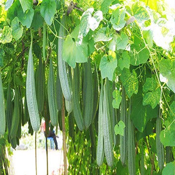 What are the benefits of Oyong (Luffa acutangula) seeds?