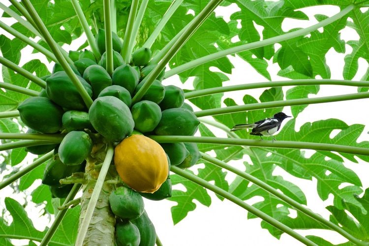 Benefits of Papaya seeds for health