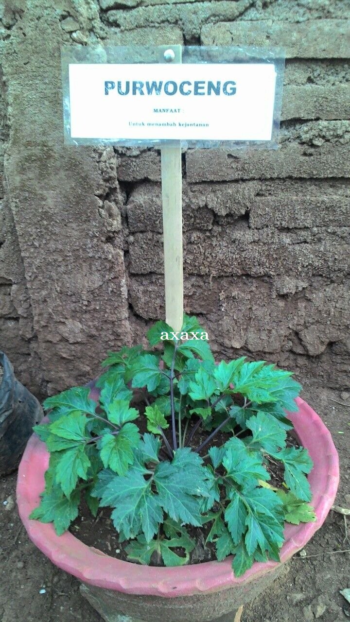10 Manfaat dan Khasiat Kesehatan Akar Purwoceng bagi Tubuh Kita