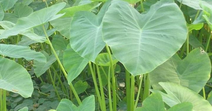 Benefits of Colocasia esculenta L. (Talas) for Our Body