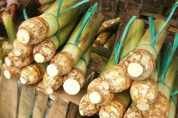 Taro Root Stems Information and Facts