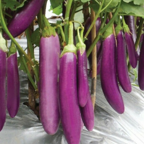 What are the benefits of Purple Eggplant?