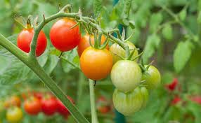 What are the benefits of tomatoes?